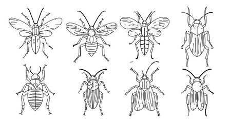 Collection of various beetles in a simple outline drawing style for design elements