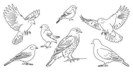 Obraz premium Line art illustration of various bird species