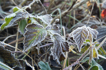 frost on the leaves