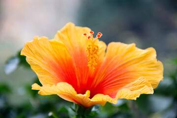 orange flower