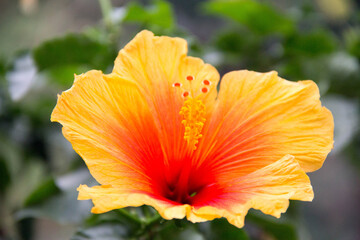 orange flower with water drops