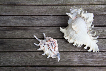 sea shells on wooden background