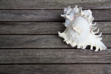 sea shell on wood