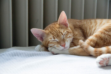 cat lying on the bed