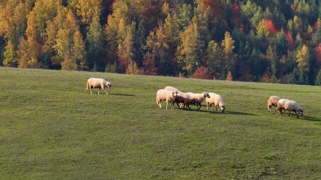 Calm pastoral scene of sheep grazing on autumn meadow with colorful forest in the background