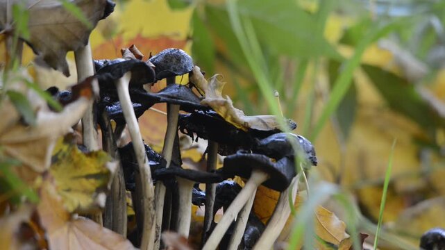Schwarze Pilze unter herbstlichen Bl&auml;ttern