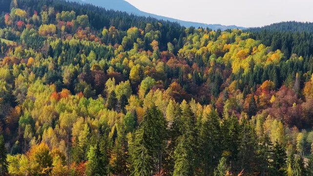 Autumn forest captured from above, camera moves forward over colorful trees in warm sunlight