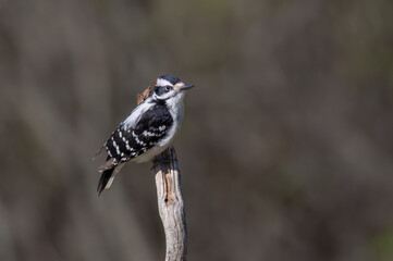 Downy woodpecker male perched on a branch in summer in Ottawa, Canada