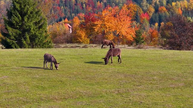 Two donkeys grazing on sunny autumn meadow surrounded by colorful trees and mountain hills