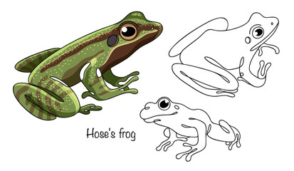 Hose's frog