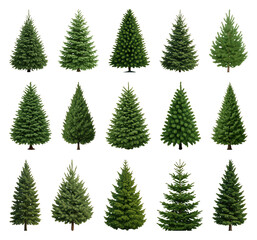 Obraz premium PNG Various evergreen trees collection image, transparent background