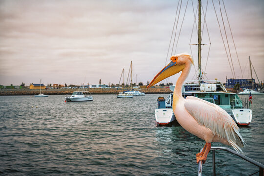 Dolphin Cruise & Sandwich Harbour Combo