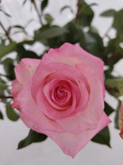 Delicate Pink Rose Macro - Soft Floral Beauty & Romance