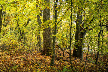 Colorful autumn forest view with trees and foliage forming a scenic landscape full of seasonal natural beauty