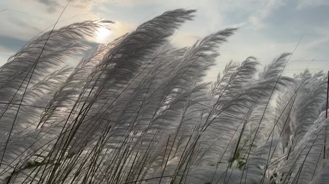 Saccharum Spontaneum or Kash Phool Plant with Selective Focus, Also Known as Kans Grass, Wild Sugarcane in Horizontal Orientation _ 4k