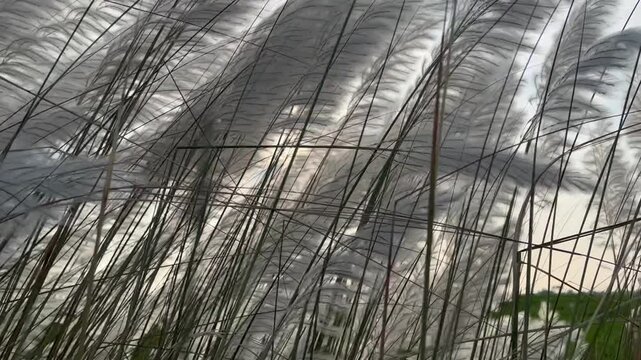 Saccharum Spontaneum or Kash Phool Plant with Selective Focus, Also Known as Kans Grass, Wild Sugarcane in Horizontal Orientation close view