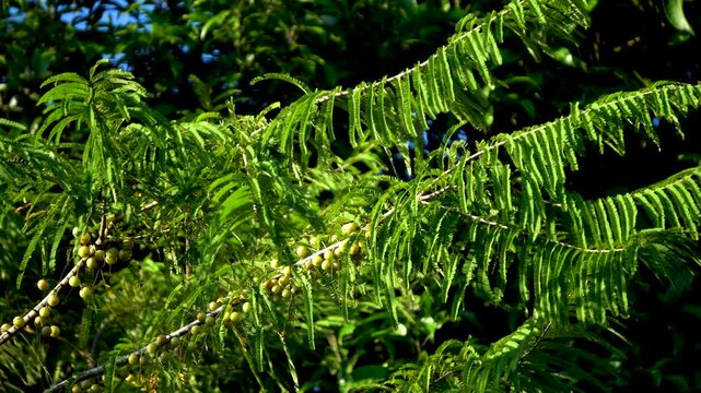 Shot of Indian gooseberry or Amla fruit tree a traditional indian ayurvedic medicine 1