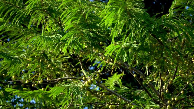 Shot of Indian gooseberry or Amla fruit tree a traditional indian ayurvedic medicine 2