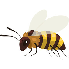 Illustration of a Honey Bee with Yellow and Brown Stripes and Translucent Wings on a Transparent Background Detailed Insect Side View