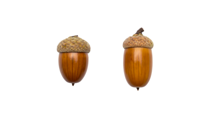 Glossy acorn with cap and textured forest acorn isolated on transparent background