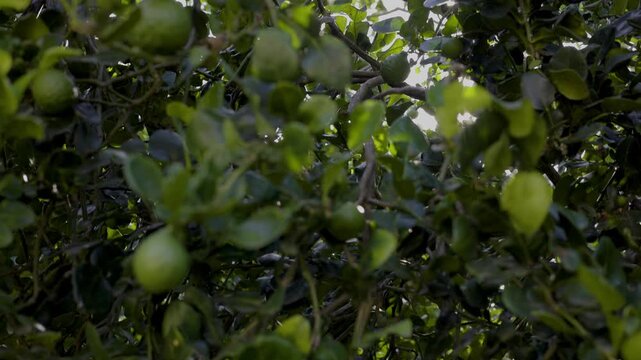 Kaffir Lime Bathed In Noon Sunlight, A kaffir lime glistens with dewdrops under noon sunlight, its vibrant green swaying gently, perfect for a lush cinematic scene or a tropical video allure.