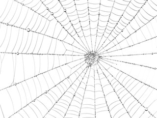spider net vector illustration, PNG Stock royalty free. transparent background