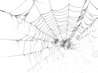 spider net vector illustration, PNG Stock royalty free. transparent background