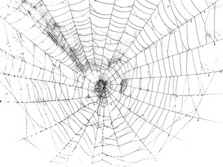 Obraz premium spider net vector illustration, PNG Stock royalty free. transparent background