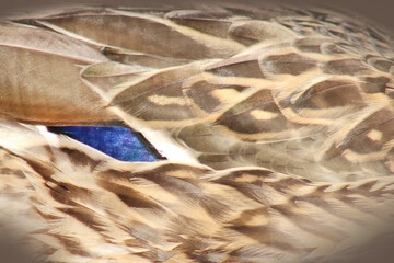 Delicate brown color feather background with cosmic blue accent, taken from body of wild duck close up.