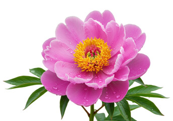 Beautiful pink peony flower isolated PNG on transparent background, vibrant blossom with yellow center and water droplets for spring designs © Lukas