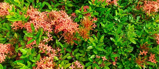 Pink Ixora Flowers with Green Leaves Background