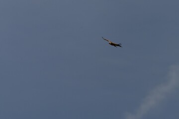 Gyps fulvus in flight with wings spread wide