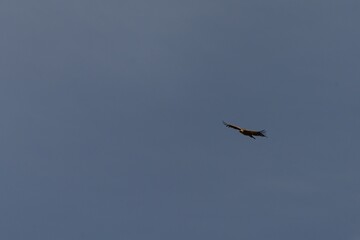 Gyps fulvus in flight with wings spread wide