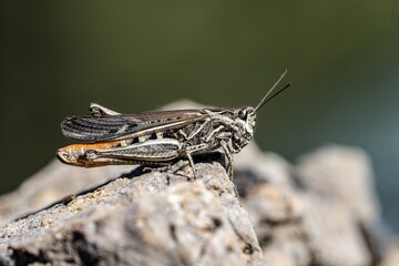 Close-up of Chorthippus biguttulus grasshopper on a rock