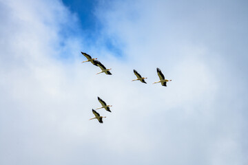 Flock of storks soaring across a vibrant blue sky with wispy clouds