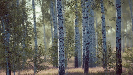 Obraz premium Tall birch trees create a tranquil setting in a lush forest. Soft sunlight filters through the leaves, casting gentle shadows on the ground. Natures beauty surrounds all who wander here.