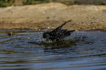 Common Starling bathing in a water pond with splashing droplets