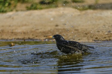 Common Starling bathing in a water pond with splashing droplets