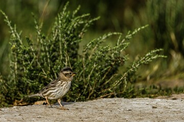 Rock sparrow standing on a stone surface