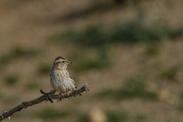 Rock sparrow perched on a dry branch