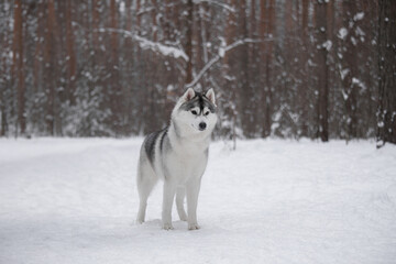 Gray and white Siberian husky standing on snowy path in pine forest during winter season.	Beautiful gray and white husky with fluffy coat standing in snow, looking ahead calmly among tall pine trees 