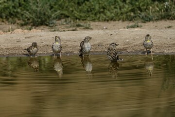 Group of rock sparrows drinking at a waterhole