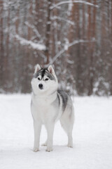 Gray-white Siberian husky standing in snowy forest looking straight with calm expression.	Calm Siberian husky with gray-white fur standing in snow-covered forest, balanced posture, soft natural day