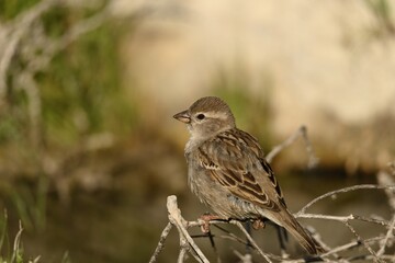Female Spanish sparrow perched on dry branches in nature