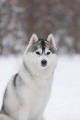Close-up of gray and white Siberian husky sitting in snow with soft fur and calm gaze.	Portrait of Siberian husky sitting in winter forest, gray-white coat and alert eyes, calm expression, blurred 