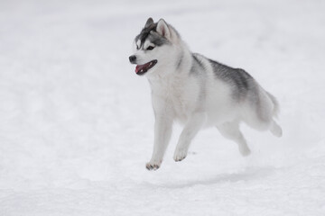 Siberian husky jumping mid-air while running through snow during winter day in forest.	Energetic gray and white husky captured mid-leap above snow, forest background blurred, fur thick and clean