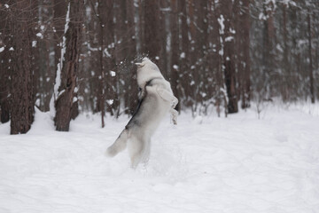 Dynamic shot of energetic husky leaping up to catch snowflakes in dense snowy forest. Snow splashes around fluffy gray-white coat, creating lively winter outdoor scene with motion and joy.