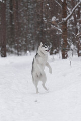 Gray and white husky standing on hind legs surrounded by snow and pine trees. Frozen snowflakes emphasize dynamic jump and strength of northern sled dog enjoying outdoor winter play.