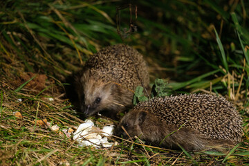 Two hedgehogs eating food in the grass at night