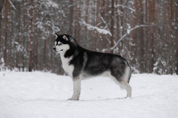 Siberian Husky standing in profile on snowy trail among pine trees, thick fur and proud posture.	Purebred black and white Siberian Husky standing sideways on snow-covered path in winter forest, show